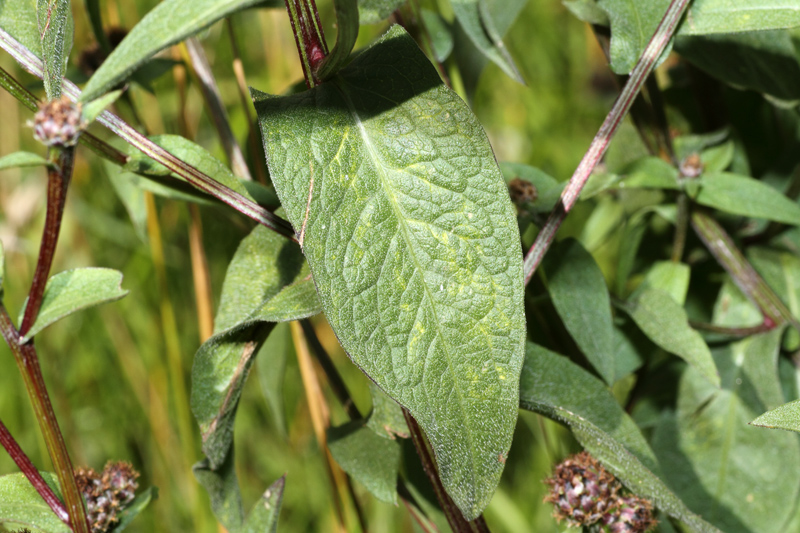 Centaurea nigrescens subsp. transalpina / Fiordaliso nerastro